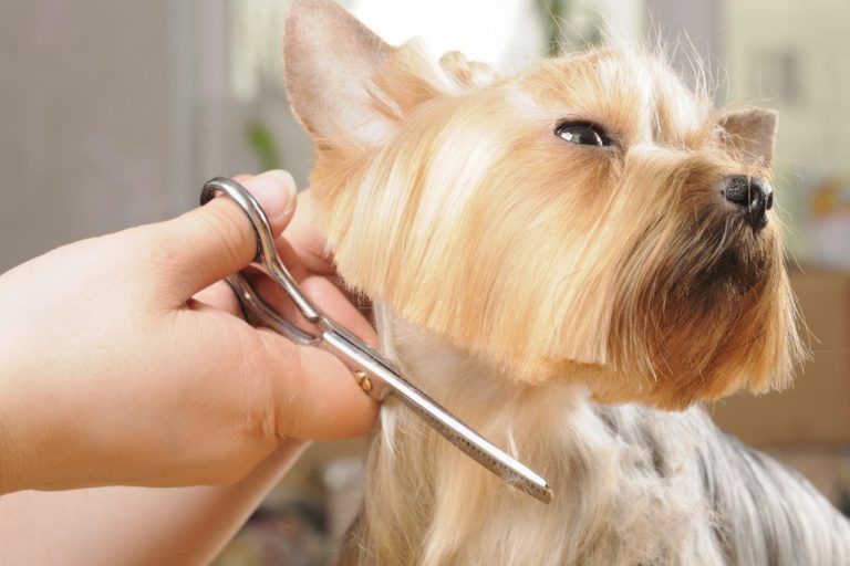 Как называется парикмахер для собак: профессия
