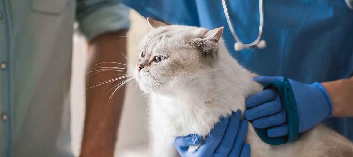 Почечная недостаточность у кошек: симптомы, лечение, прогноз для жизни