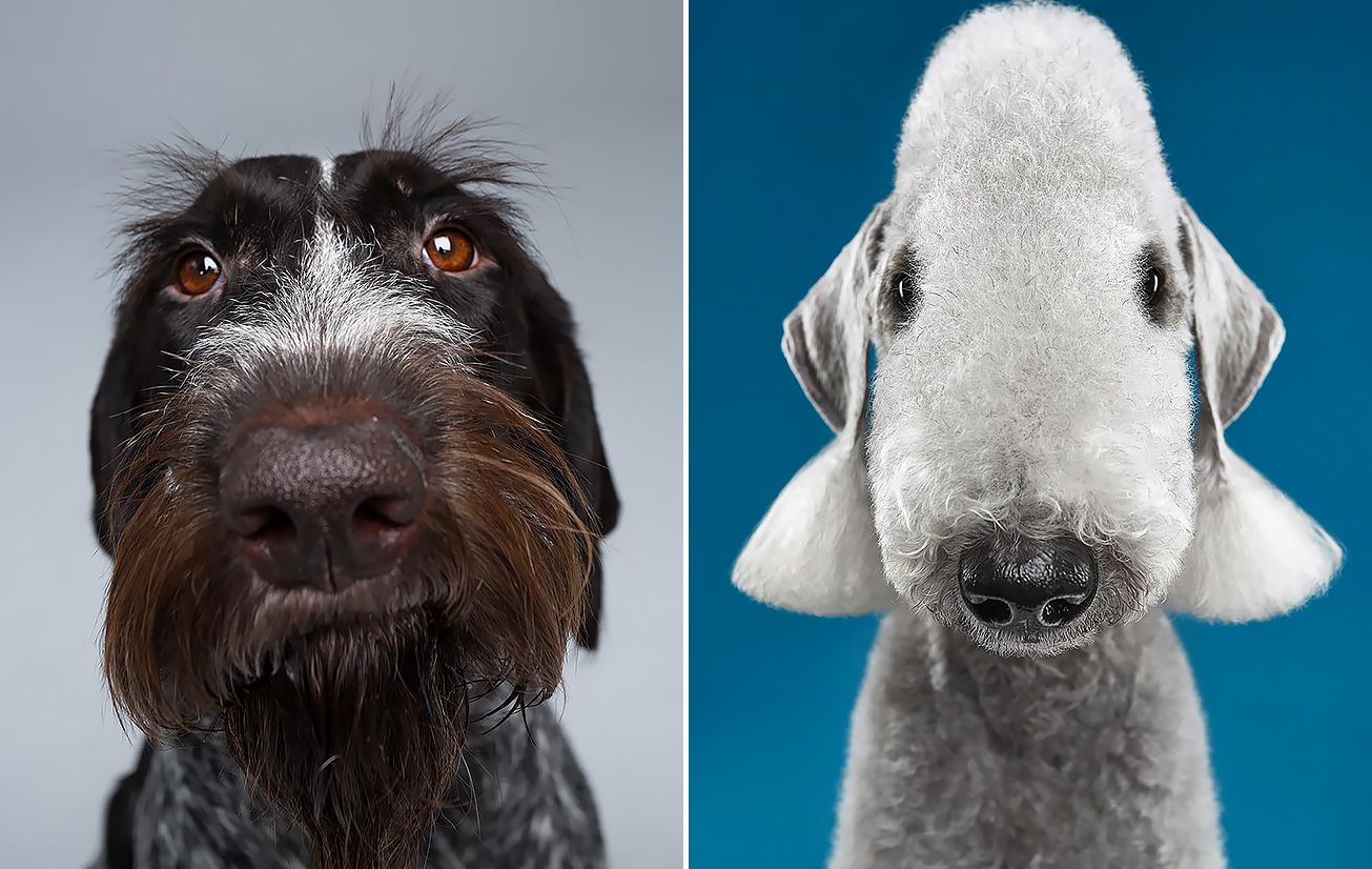 Самые смешные породы собак: их названия и фото