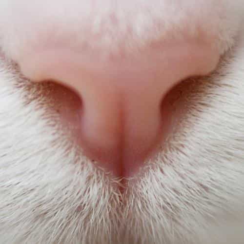 Сухой нос у кошки: основные причины и что это значит