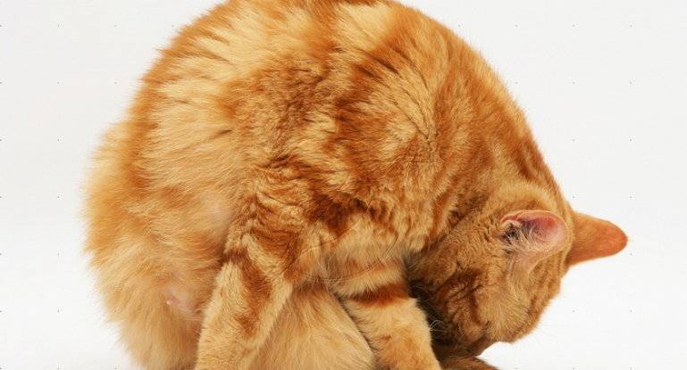 Кошка шипит: основные причины агрессии