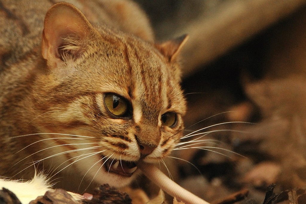 Ржавая кошка: как называют самую маленькую дикую кошку в мире