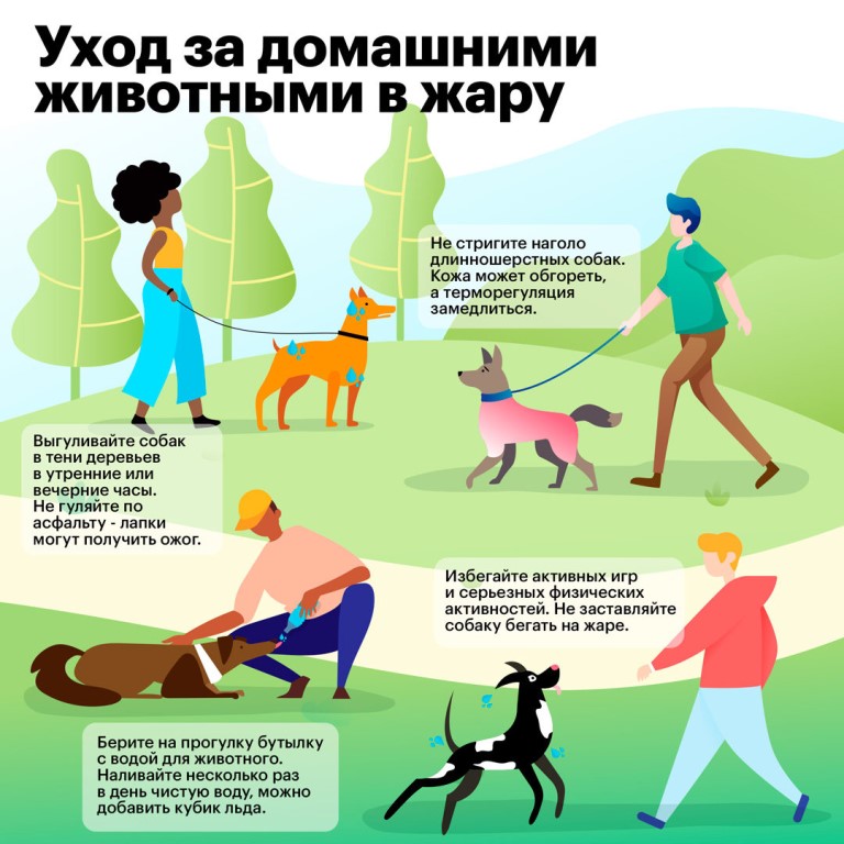 Выгул собак: сколько раз в день нужно гулять по времени