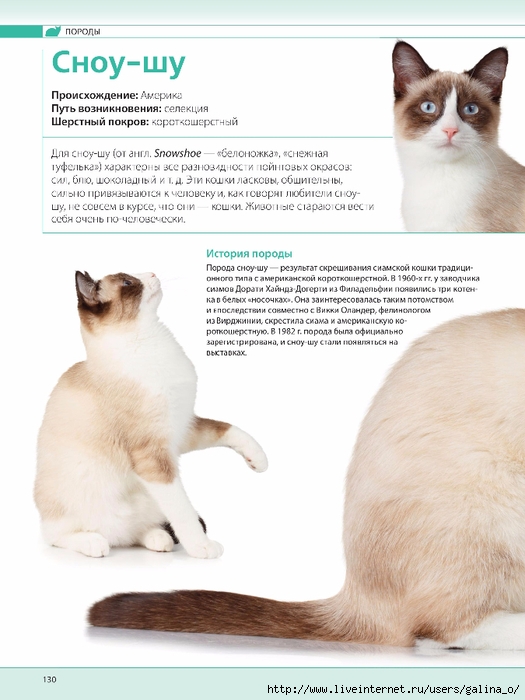 Особенности внешности, характера и содержания кошек сноу шу