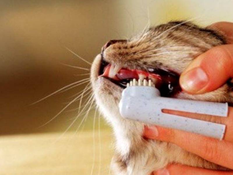 Пена у рта у кошки: причины появления и варианты что делать