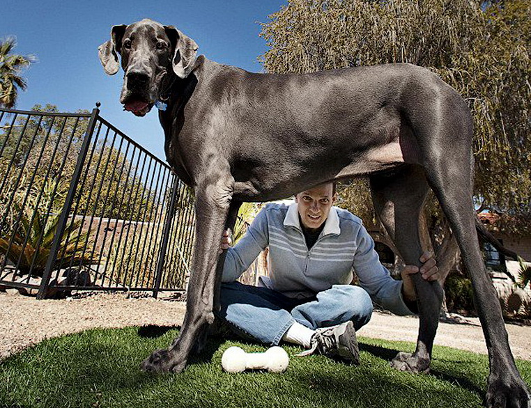 Четверка самых крупных пород собак, которые своим размером заполнят все пространство