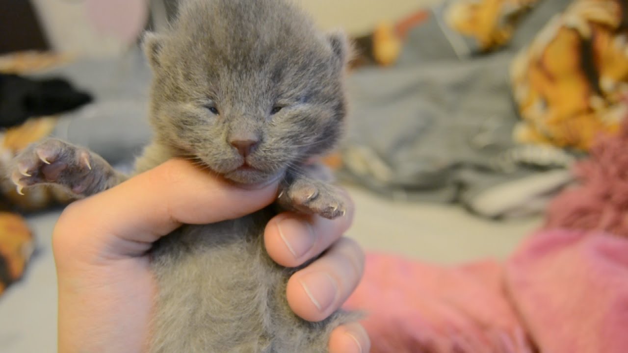 Когда котята открывают глаза: через сколько дней после рождения