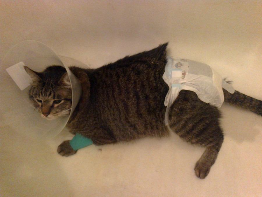Памперсы для котов и кошек: для чего нужны и как ими пользоваться