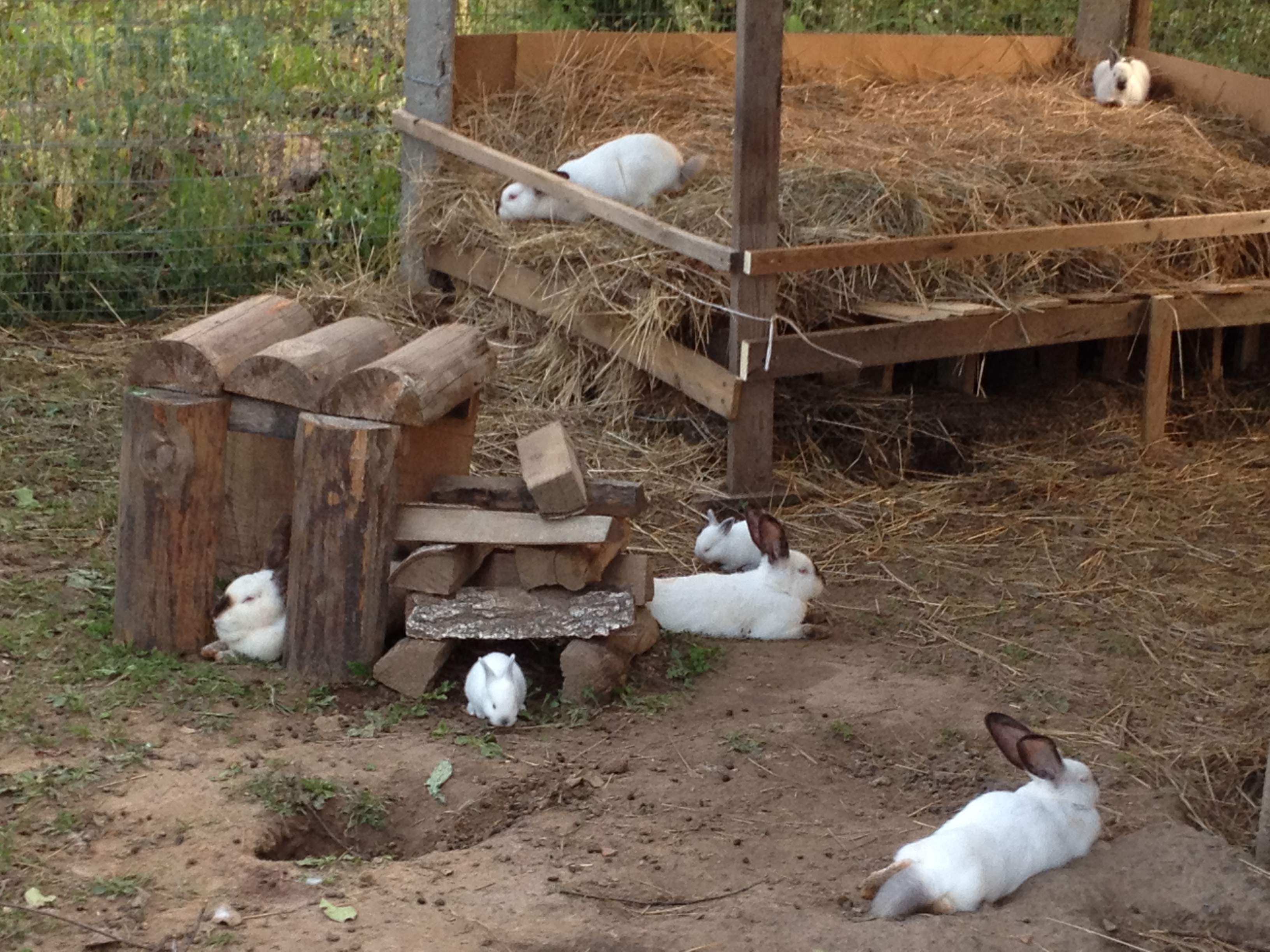 Вольер для кроликов: содержание и разведение для начинающих