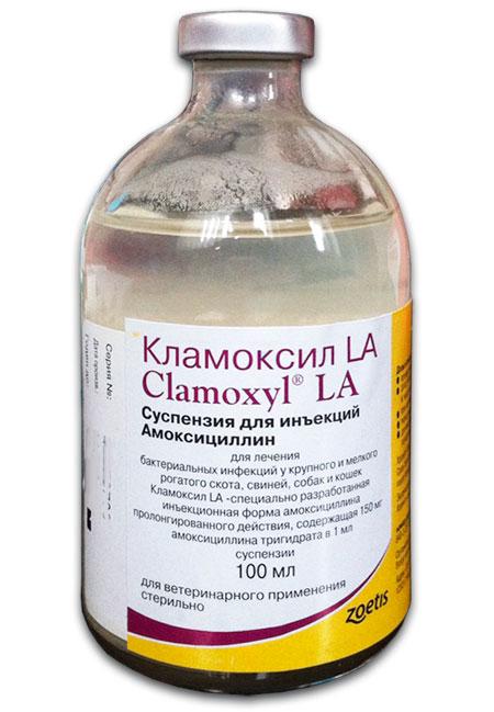Препарат Кламоксил: лечение инфекционных заболеваний у кошек