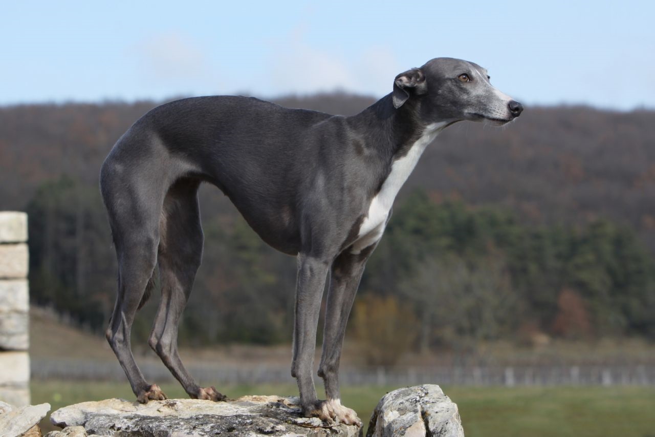 Грейхаунд (собака): описание породы английская борзая