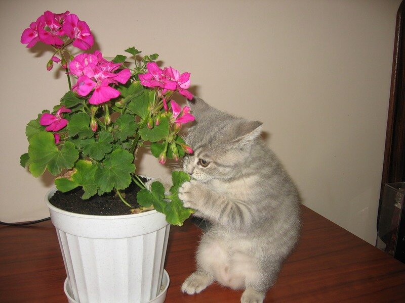 7 способов как спасти домашние цветы от кошки, которая постоянно их выворачивает