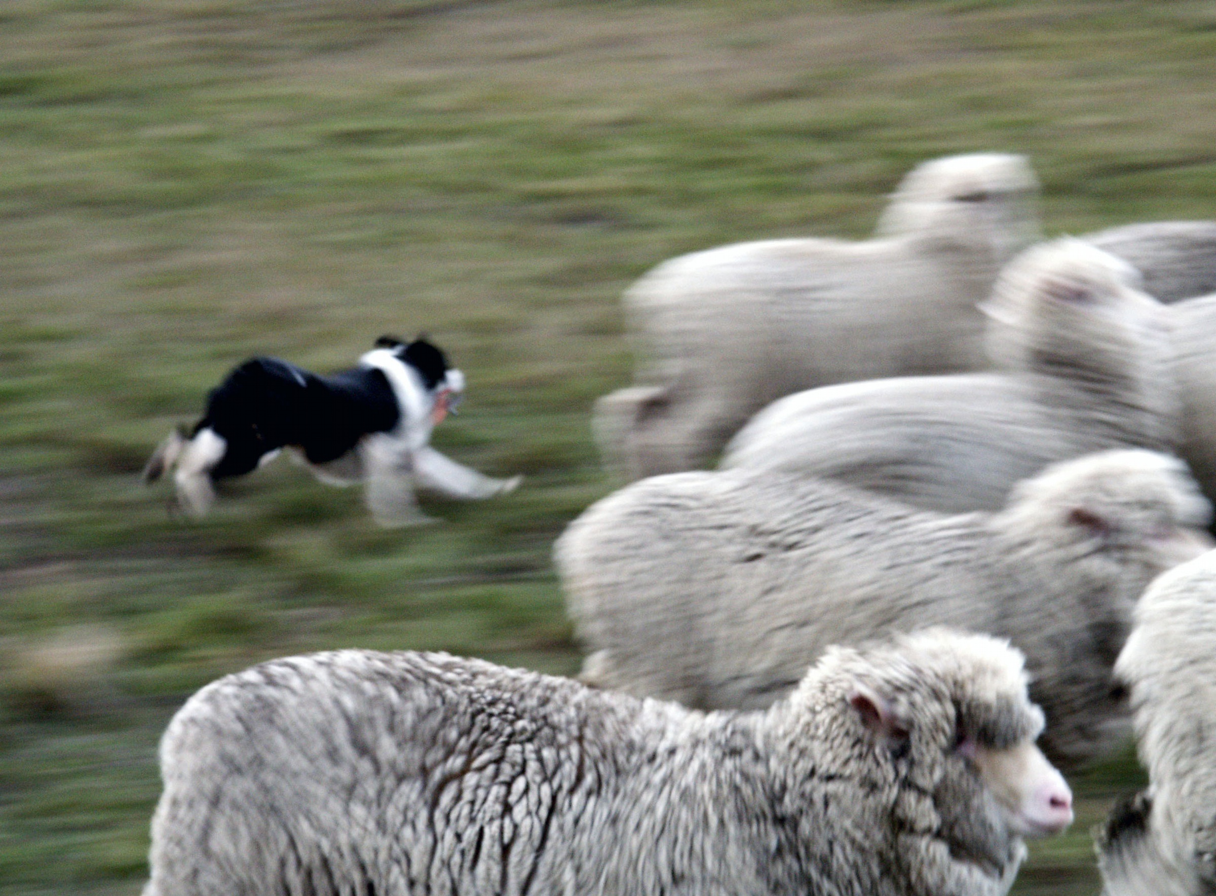 Пастушья собака: шотландские, чабанские и другие породы