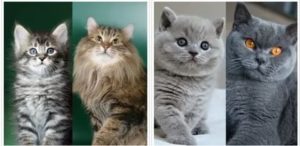 Как меняется внешность котят с взрослением