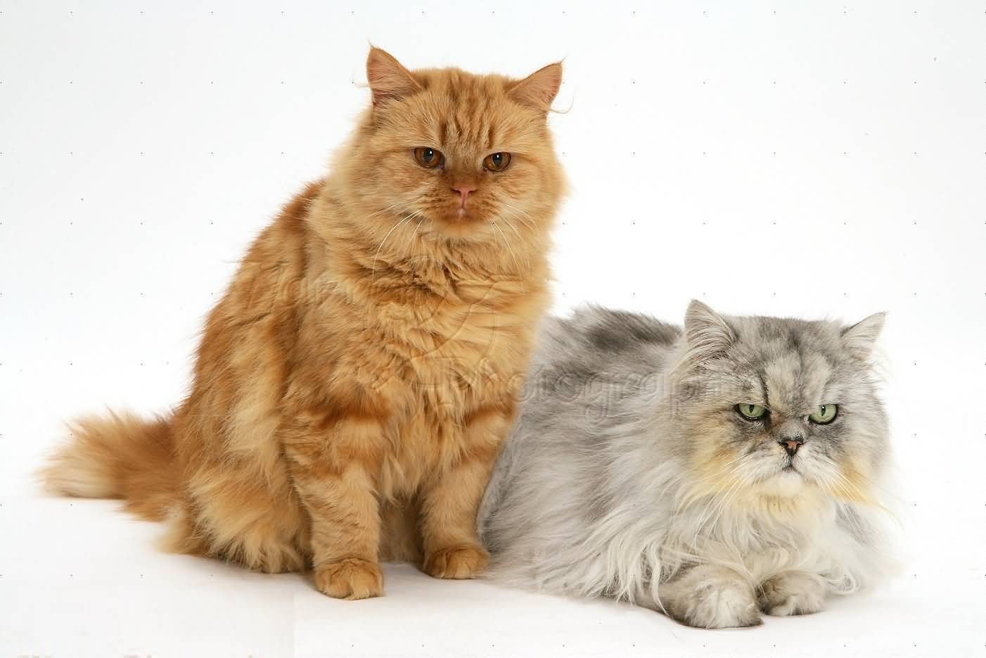 Пушистые кошки: породы и особенности ухода