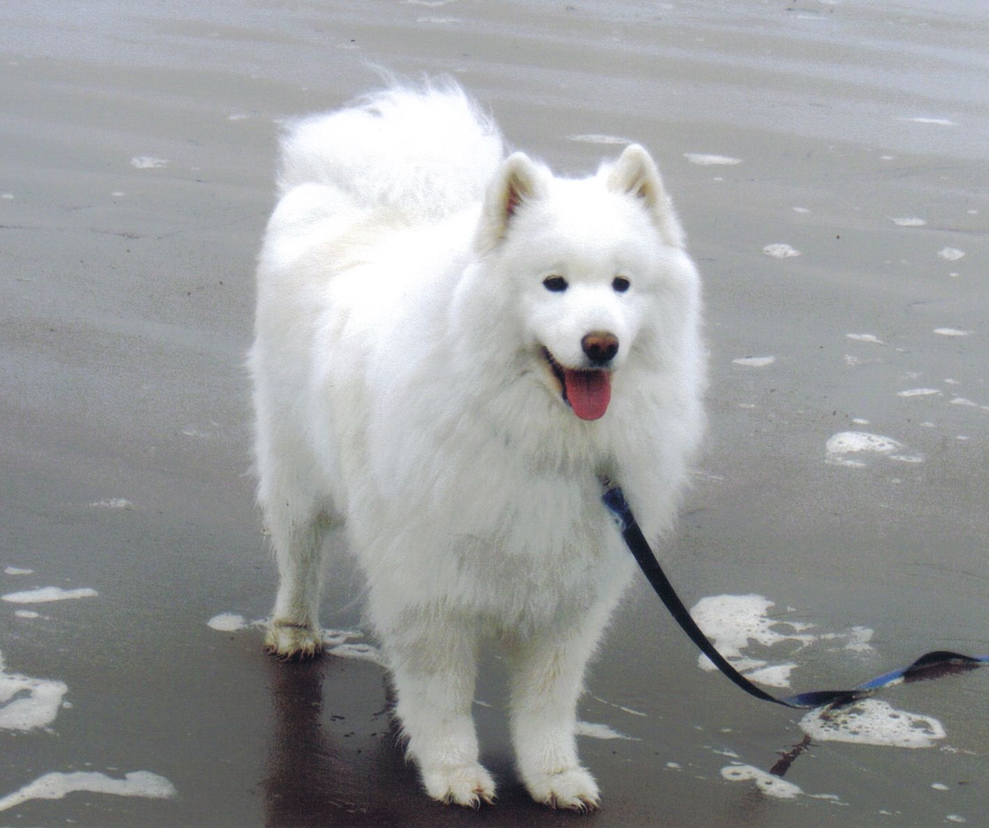Большие и маленькие собаки с белоснежной шерстью: список пород и особенности ухода