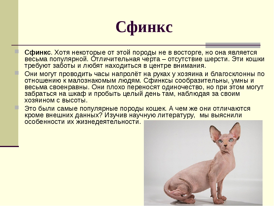Донской сфинкс, котенок-браш — чем кормить