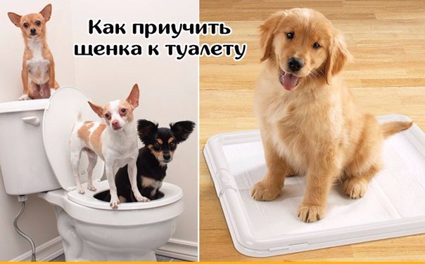 Как приучить щенка к туалету на улице в частном доме