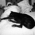 Собака писает на кровать: почему и как отучить