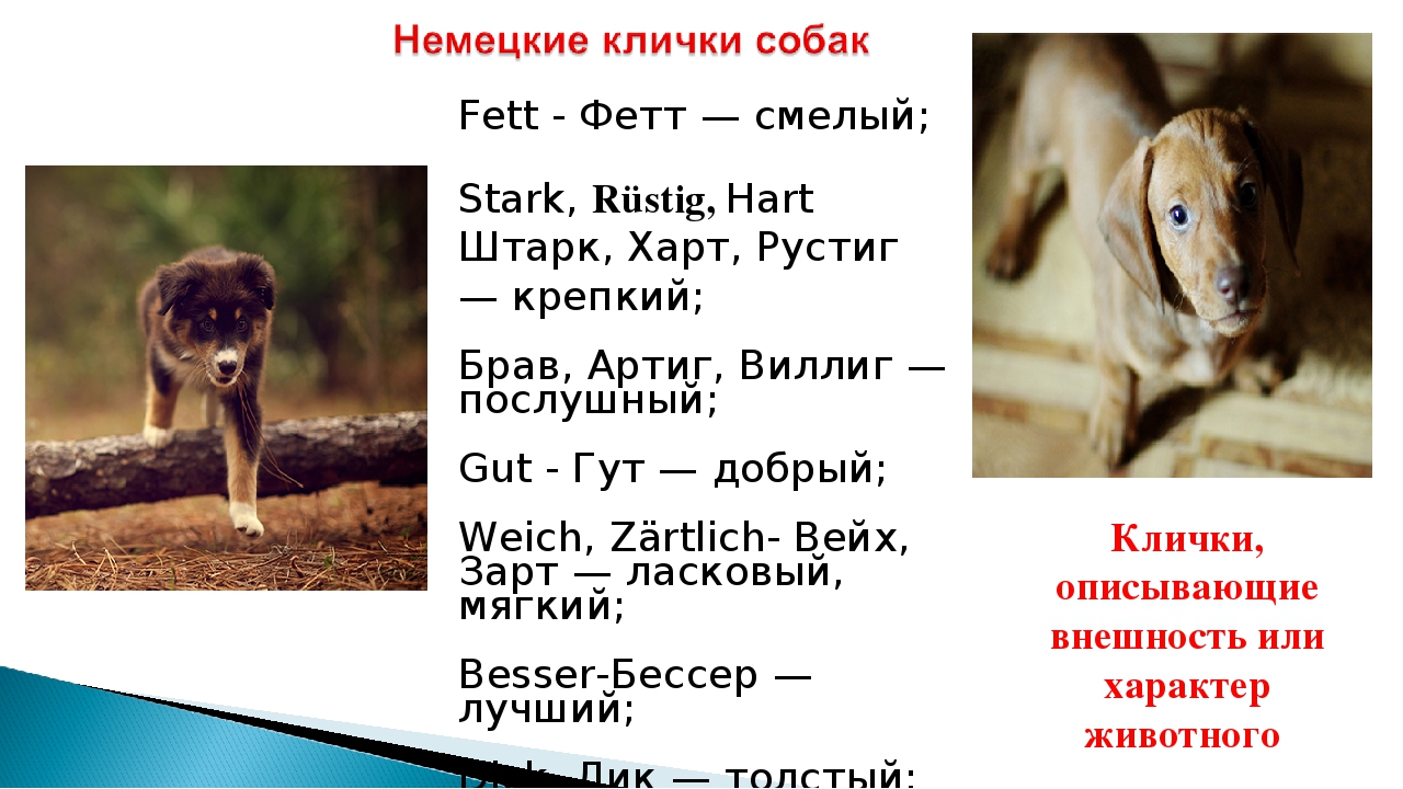Кличка собак форум. Клички для собак. имя для щенка мальчика.