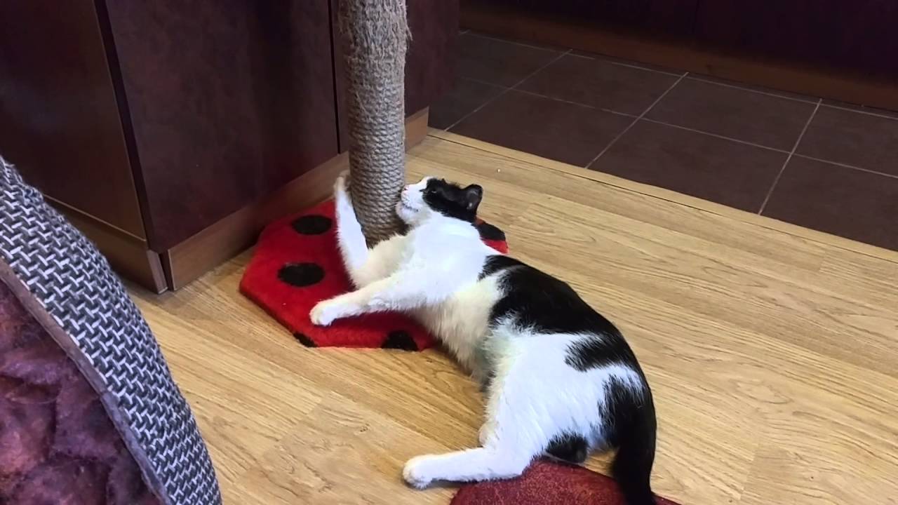 Зачем кошки обдирают обои и царапают мебель