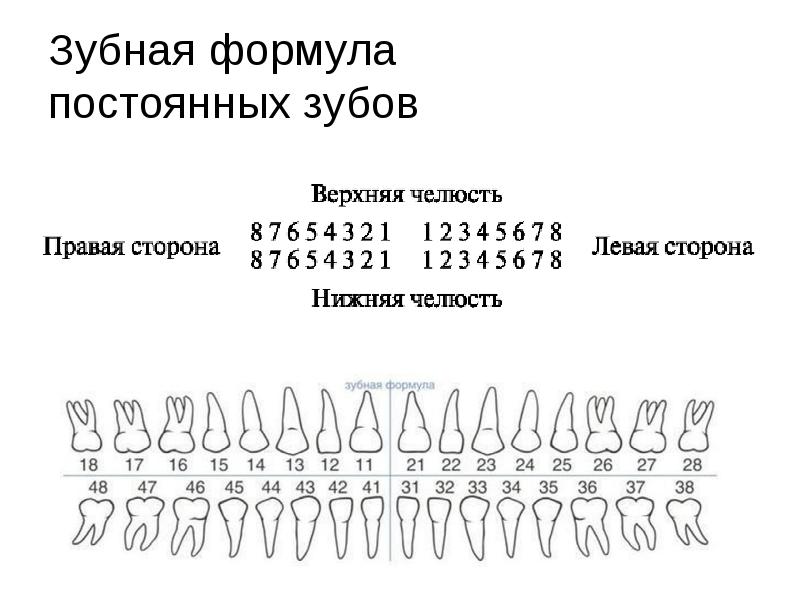 Нумерация зубов в стоматологии схема у взрослых верхняя челюсть