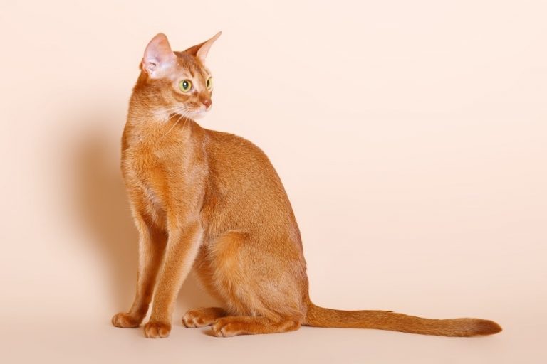 Кошка серенгети — домашний сервал
