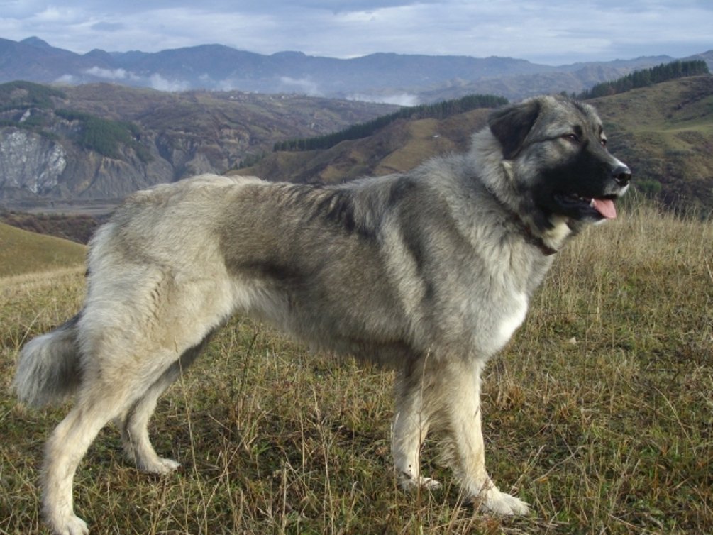 Румынская карпатская овчарка
