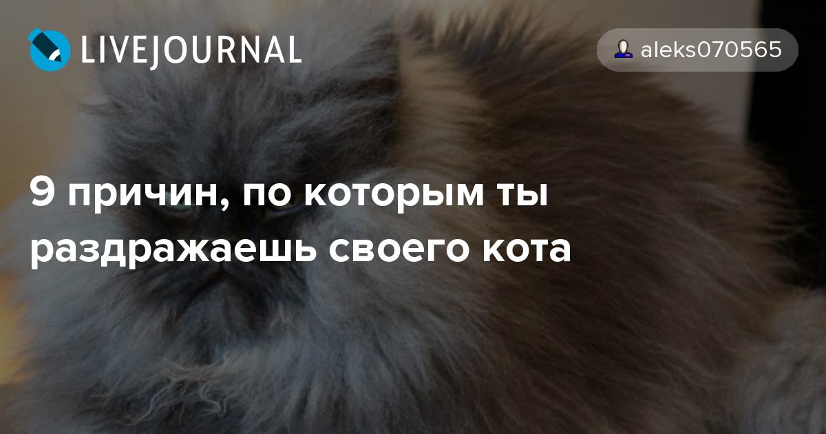 7 условий, которые придется соблюдать, чтобы не раздражать своего кота
