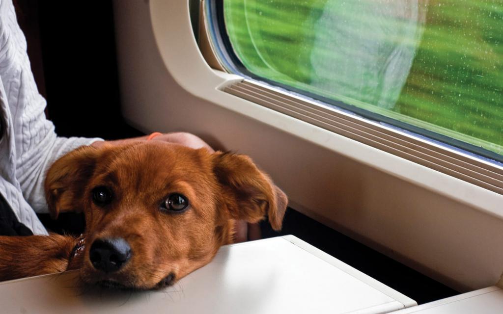 Как перевозить кошку в поезде: правила РЖД