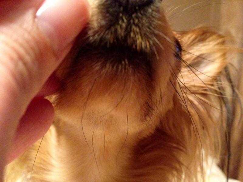 Зачем собаке усы: можно ли стричь их и что будет