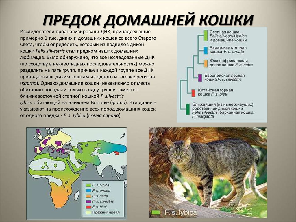 Внешность, характер и ареал обитания андской кошки