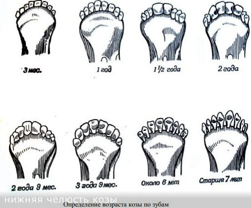 Как определить возраст собаки по зубам и внешним признакам