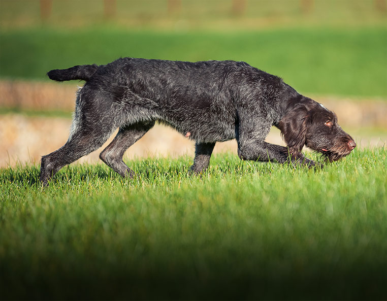 Дратхаар (собака): описание породы, характер