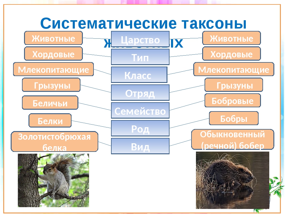 Человек как представитель царства животных реализует. Классификация животных таксоны. Систематика таксонов животных. Систематика животных классификация царства. Систематтчеуие грцппы жи.