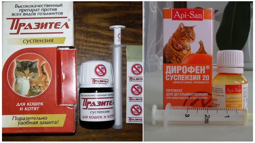 Как дать кошке таблетку от глистов и как часто давать