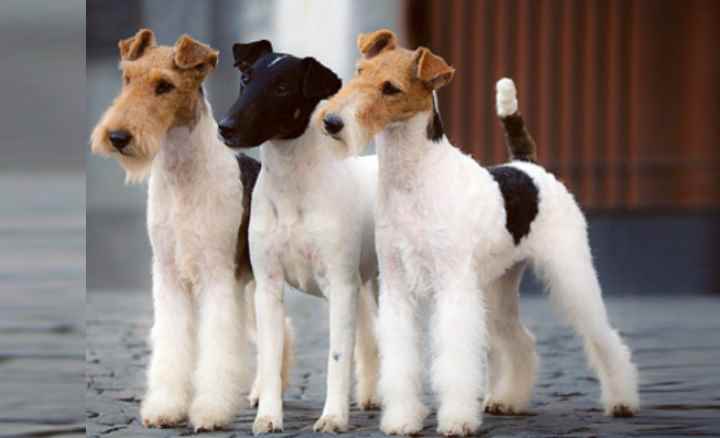 Фокстерьер: описание породы собак