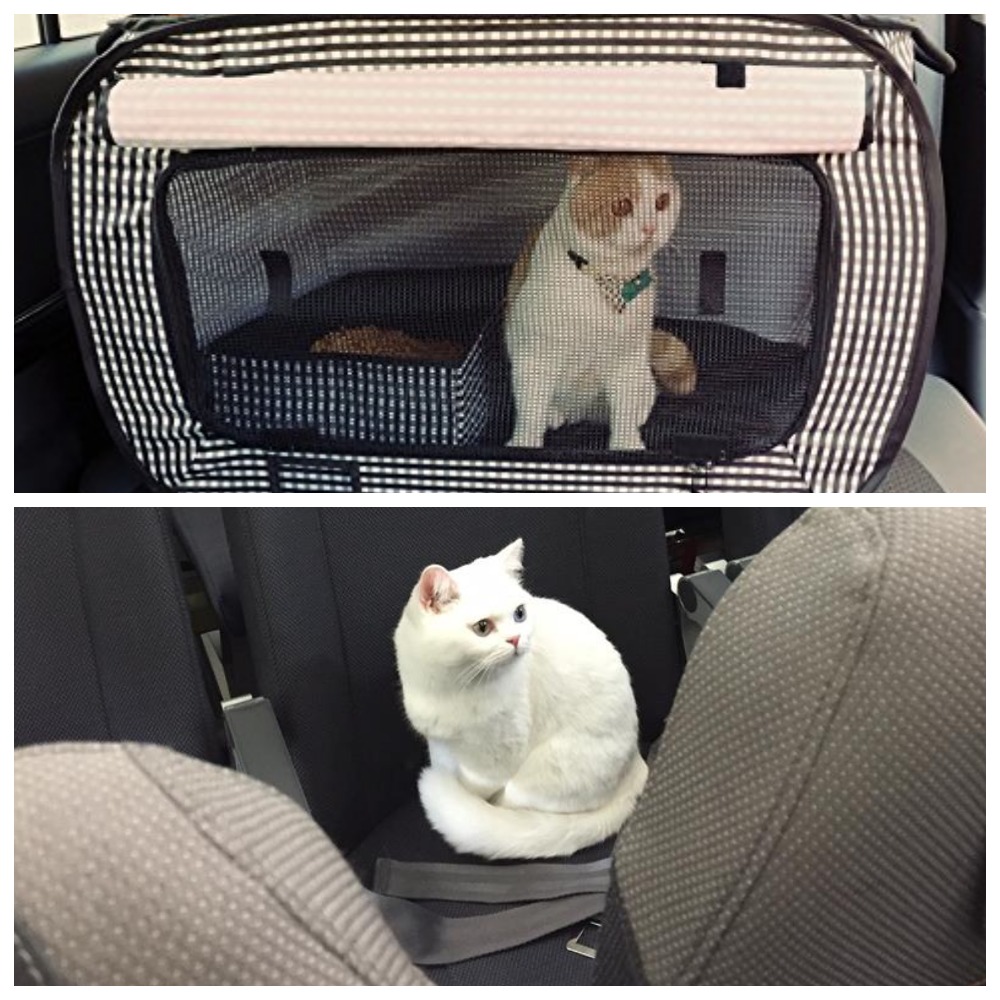 Как перевозить кота в машине на дальние расстояния