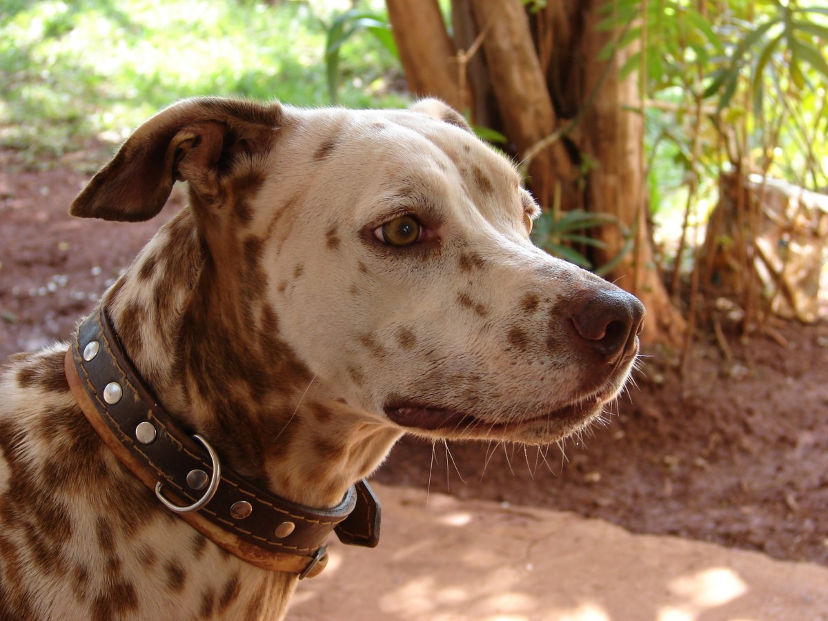Леопардовая собака катахулы: описание породы