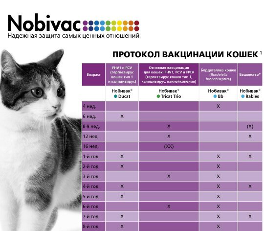 До какого возраста делают. Схема вакцинации кошек. Схема вакцинации Нобивак для кошек. Схема вакцинации котов Нобивак. Схема прививок для котенка.