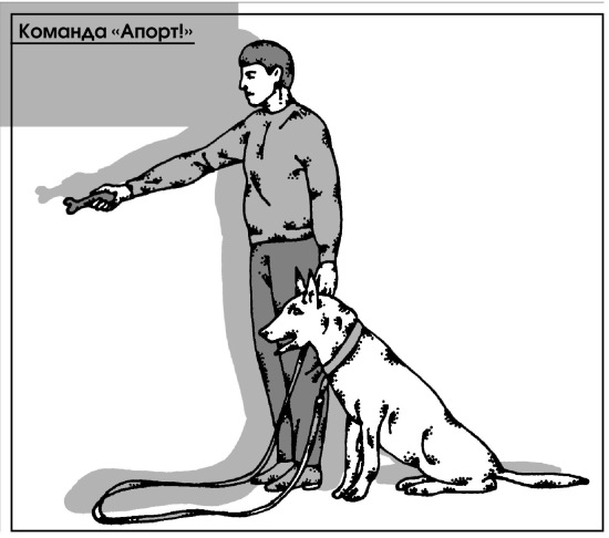 Апорт (команда) собаке: что значит, как научить