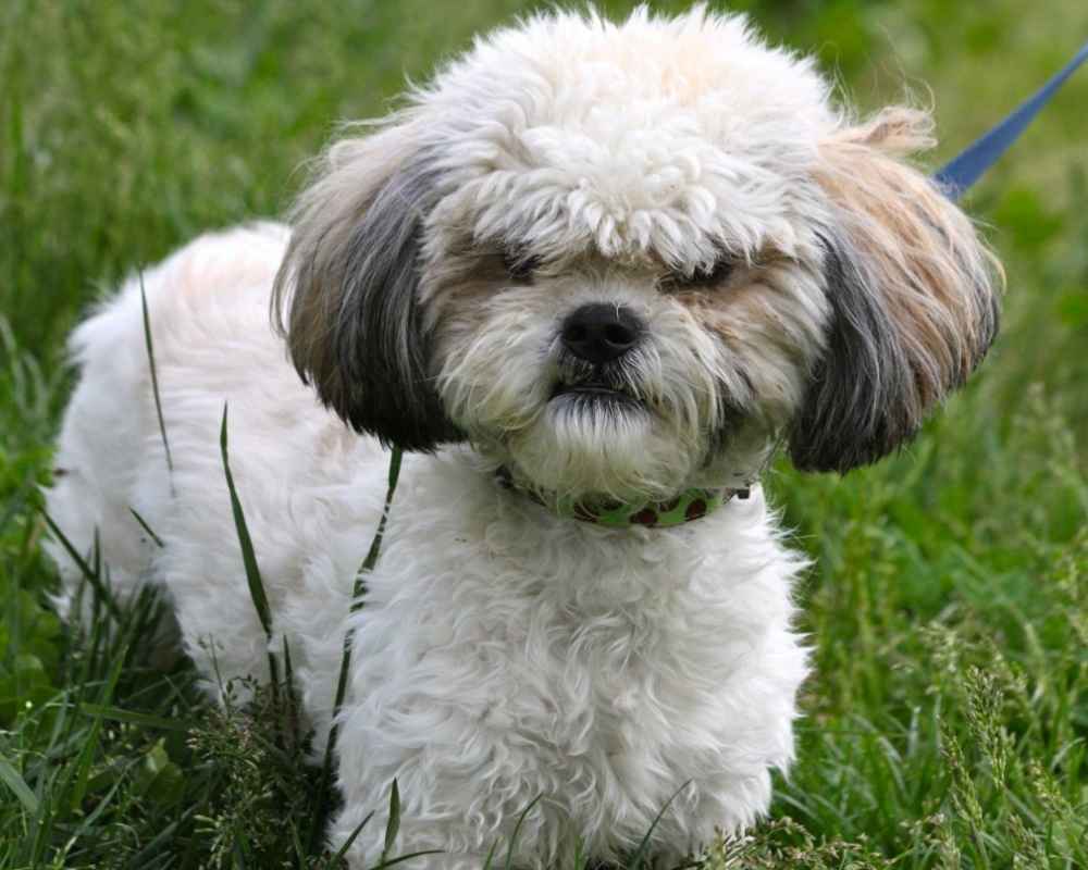 Ши-тцу — порода собак