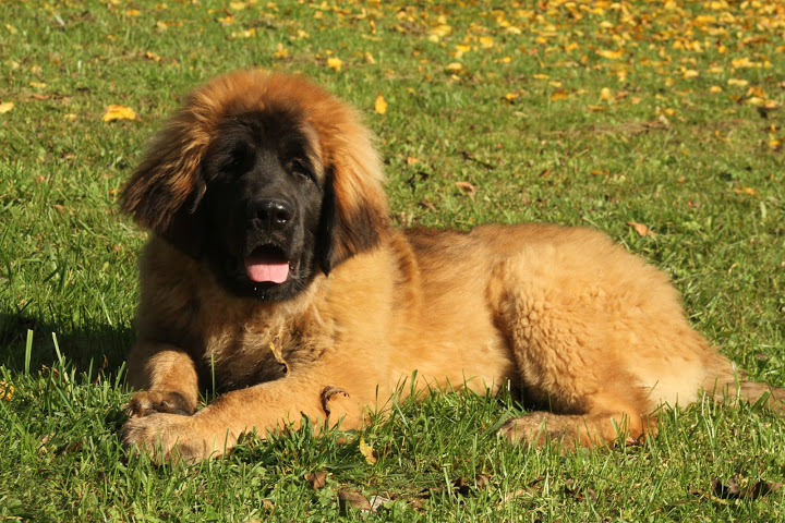 Леонбергер — домашний лев из мира собак