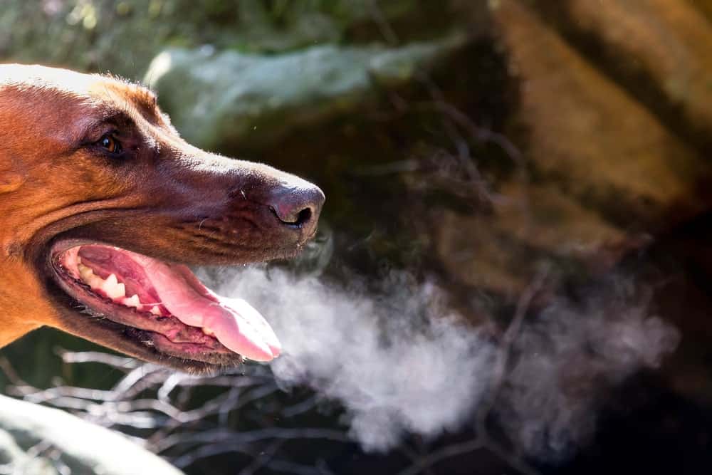 Почему собака дрожит, вялая и часто дышит