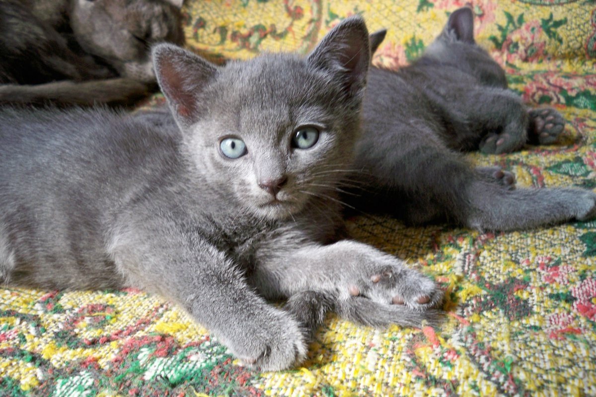 Русские породы кошек: названия самых популярных