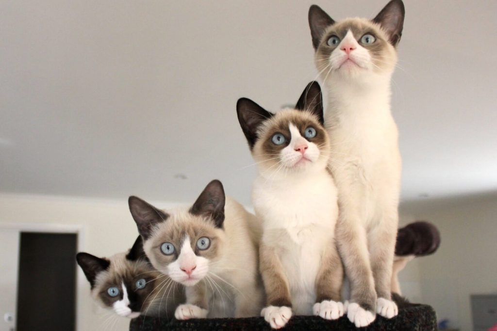 6 самых умных и красивых пород кошек, которые станут вам настоящими друзьями