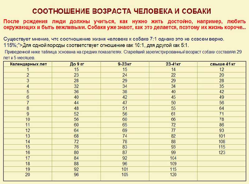 Возраст собаки по человеческим меркам. Возраст собаки по человеческим меркам таблица. Таблица возраста собак мелких пород. Таблица соотношения возраста собаки к возрасту человека. Собачий Возраст по человеческим меркам таблица.