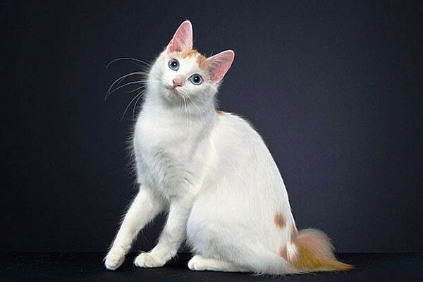 Японский бобтейл — порода кошек