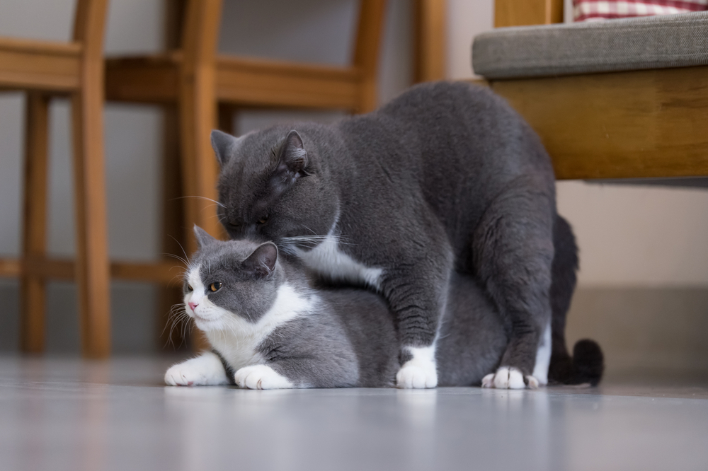 Спаривание кошек: сколько длится половой акт и когда можно вязать