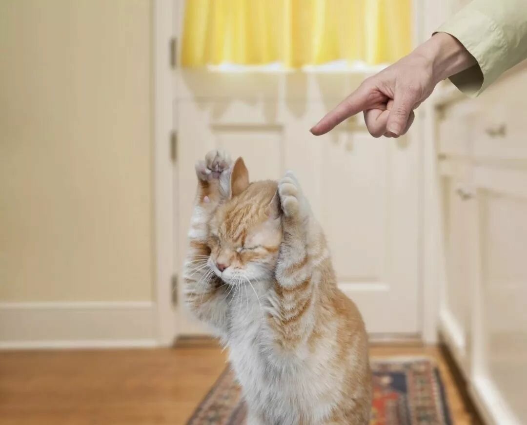 5 признаков того, что кошке не нравится гость квартиры